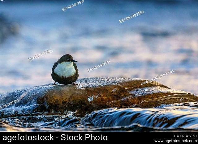 White-throated dipper, Cinclus cinclus standing on a stone in the water looking for food, Gällivare, Swedish Lapland, Sweden