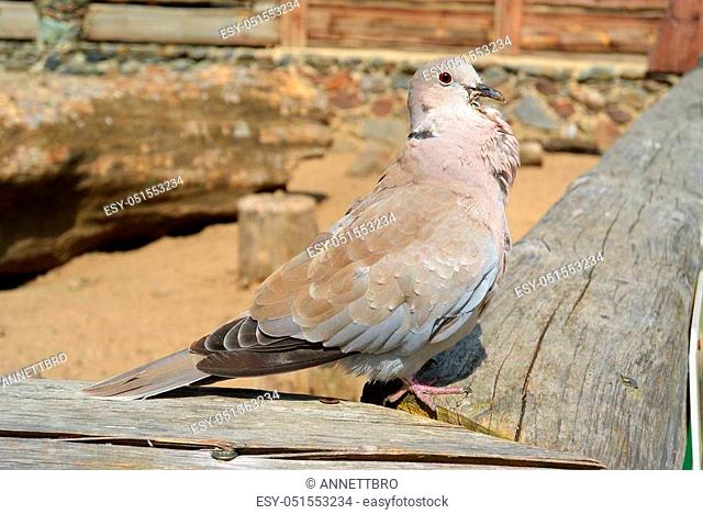 Eurasian Collared Dove perched on woooden bench, Streptopelia decaocto