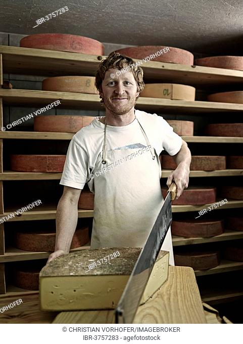 Dairyman cutting a mountain cheese, Steinbergalm, Inneralpbach, Alpbach, Tyrol, Austria