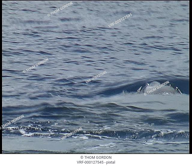 Low angle on young sperm whale taking last breath before dive lasting up to an hour. Tail flukes also lifted high for deep dive. Gulf of Mexico
