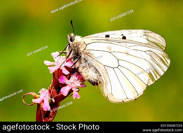 Tranquil clouded apollo, parnassius mnemosyne, sitting on pink blooming flower on meadow in summer at sunset. White butterfly perched on wildflower with closed...