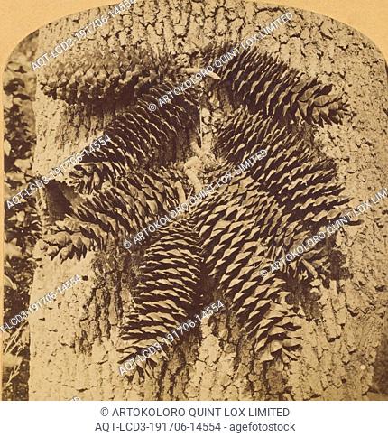 Sugar Pine Cones, Universal Stereoscopic View Company, about 1875, Albumen silver print