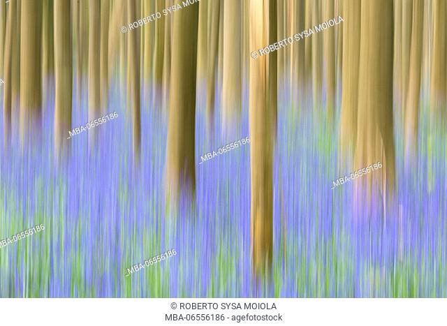 Abstract details of wood trunks of the Sequoia trees and bluebells in bloom in the Hallerbos forest Halle Belgium Europe