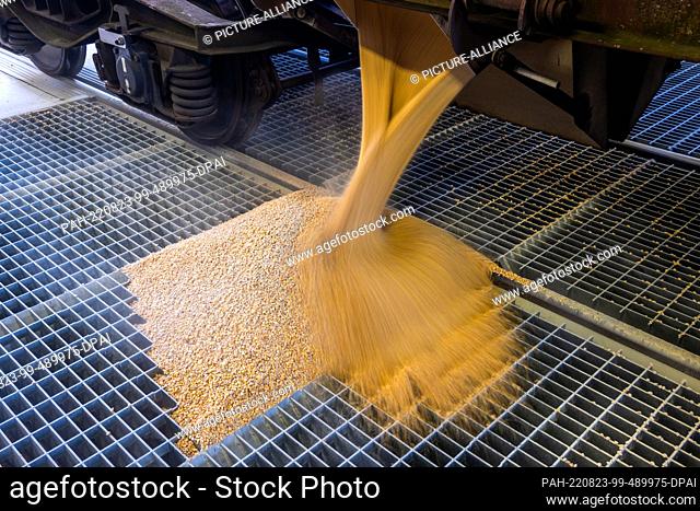 23 August 2022, Mecklenburg-Western Pomerania, Rostock: Corn grains fall out of the wagons of the first freight train with corn from Ukraine during unloading at...