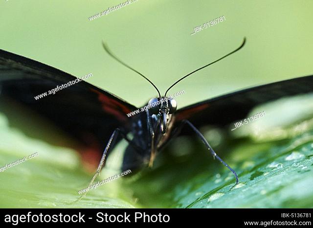 Iphidamas cattleheart or Transandean cattleheart (Parides iphidamas), butterfly sitting on a leaf, Germany, Europe
