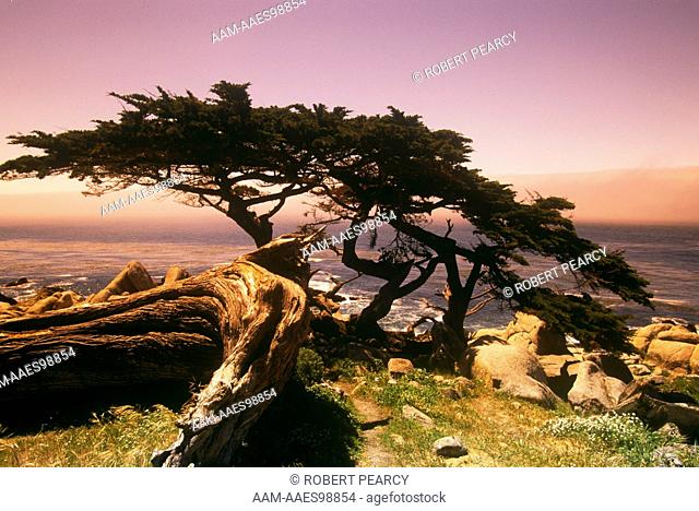 Cypress Trees on California Monterey Peninsula