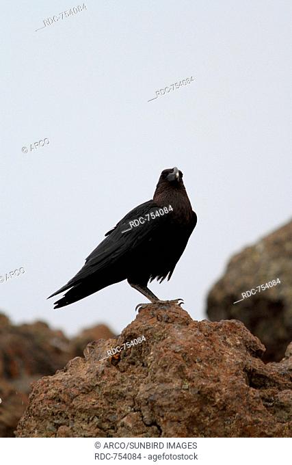 Thick-billed Raven, Kenya