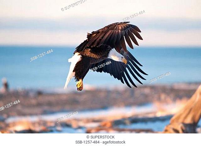 Close-up of a Bald eagle Haliaeetus leucocephalus landing on a wooden post