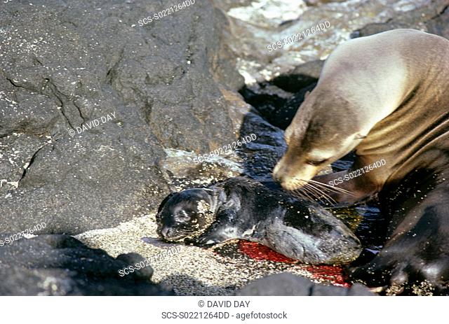 Galapagos sea lion sniffing her new born baby with parts of the amniotic sac on it Zalophus californianus wollbaeki Puerto Egas, Santiago Island, Galapagos