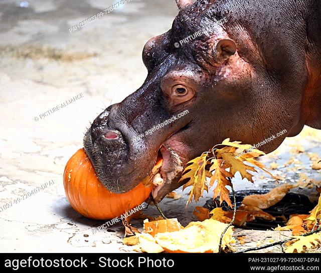 PRODUCTION - 24 October 2023, Baden-Württemberg, Karlsruhe: The almost four-year-old hippopotamus named ""Halloween"" eats Halloween pumpkins at Karlsruhe Zoo