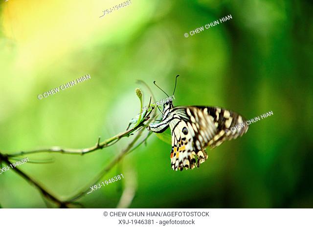 Lime butterfly, Papilio demoleus, Family - PAPILIONIDAE, subfamily - PAPILIONINAE, Tribe - PAPILIONINI, Malaysia, borneo