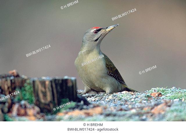 grey-faced woodpecker Picus canus, Dez 97