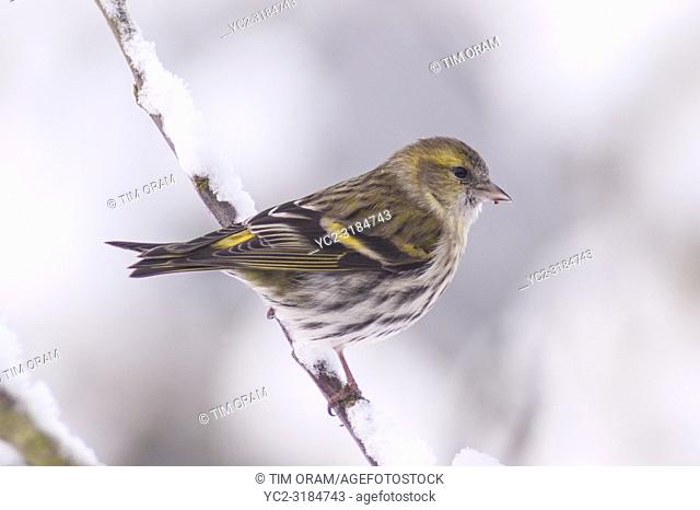 A Eurasian Siskin (Carduelis spinus) adult female feeding in freezing conditions in a Norfolk garden