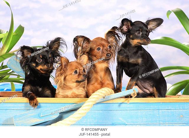 four Toy Terriers in boat