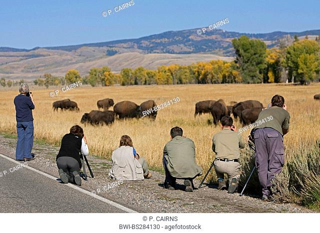 American bison, buffalo (Bison bison), Photographers in front of bison herd, USA, Wyoming, Yellowstone National Park