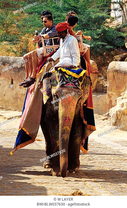Indian elephant Elephas maximus indicus, Elephas maximus bengalensis, working elephant, with tourist, India, Rajasthan, Jaipur