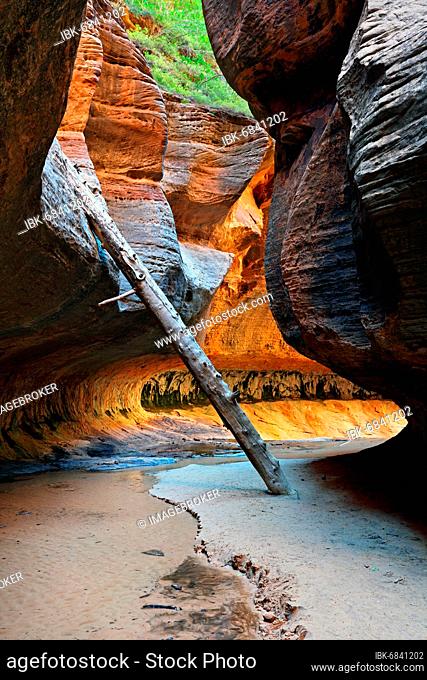 The Upper Subway of Left Fork Creek, Zion National Park, UT, USA, North America