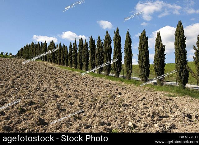 Mediterranean cypress (Cupressus sempervirens), Tuscany, Italy, Europe