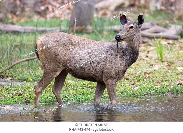 Sambar deer, Cervus unicolor, Bandhavgarh National Park, Madhya Pradesh, India, Asia