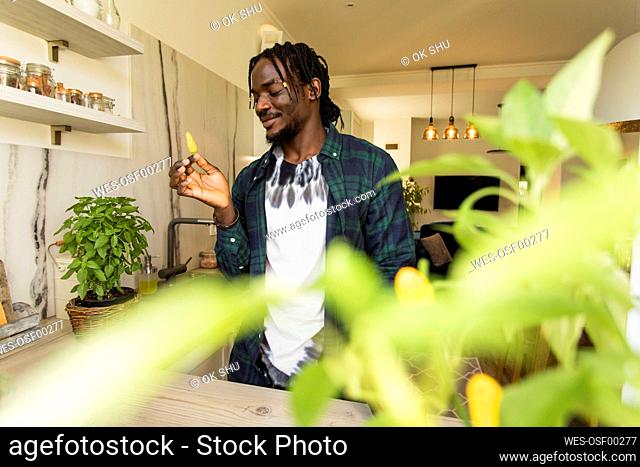 Smiling man holding yellow chili pepper in kitchen