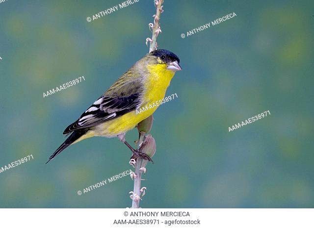 Lesser Goldfinch on perch-California