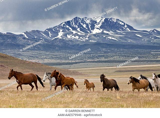 Feral Horse (Equus caballus) Southern Utah Darren Bennett Photo