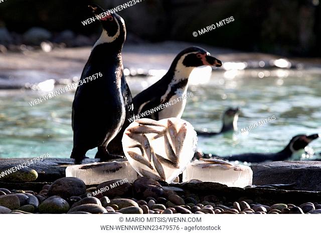 London Zoo’s colony of Humboldt penguins start to pick their nest-mates, nest-mates, their zookeepers gave them a Valentine’s-themed treat of their favourite...