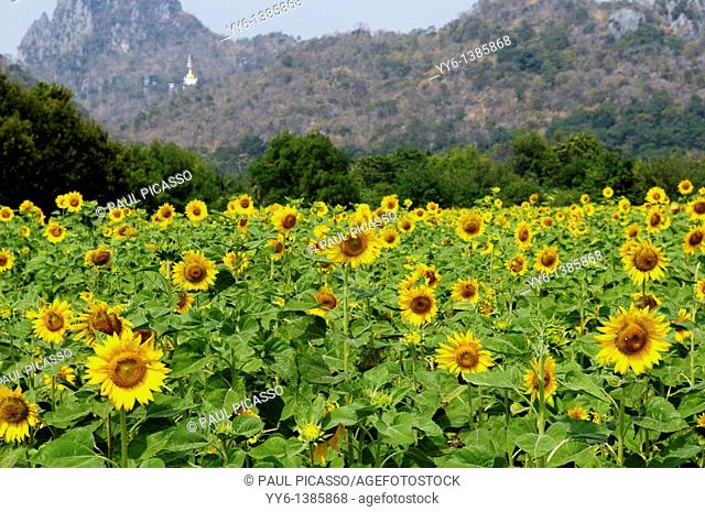 sunflower field , sunflower fields of lopburi , central thailand