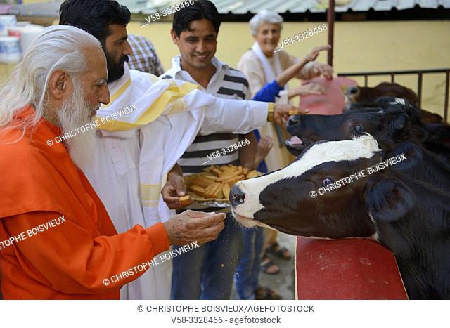 India, Uttarakhand, Dehradun region, Dumet village (Barwala), Sadhana Kendra Ashram, Chandra Swami offering biscuits to the ashram cows
