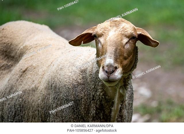 12.06.2018, Bavaria, Nurnberg: The red-headed sheep Rosi is standing in his enclosure in the Tiergarten. The sheep had been stolen from the zoo on May 11, 2015
