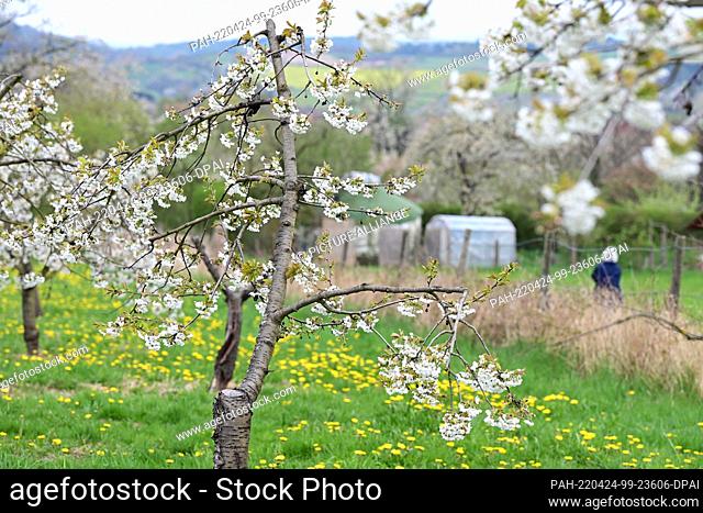 24 April 2022, Hessen, Witzenhausen: A woman is walking along one of the numerous cherry trails in the Werra Valley. Every year, from mid-April to early May