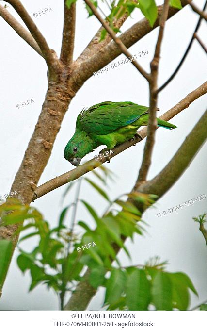 Black-billed Amazon Parrot Amazona agilis adult, perched on branch, Ecclesdown Road, Jamaica, march