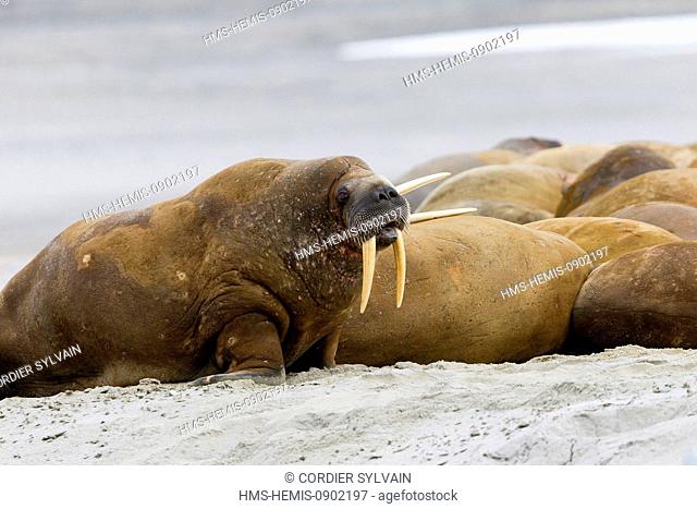 Norway, Svalbard, Spitsbergern, Walrus (Odobenus rosmarus) colony resting on the beach