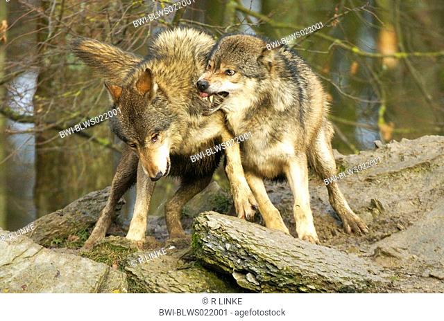 European gray wolf Canis lupus lupus, two fighting animals, Jan
