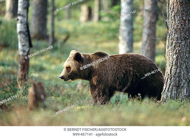 Brown near (Ursus arctos). Standing in the forest. Pine forest. Carelia. Finland