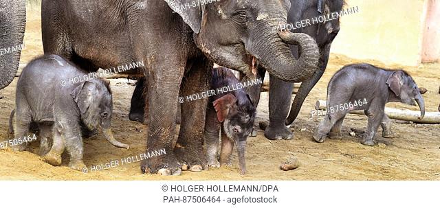 Elephant mother Manrai and her daughter nicknamed 'Maeuschen' (C) explore the open-air enclosure with two other baby elephants and their mothers at the...