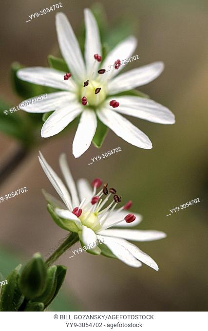 Star Chickweed (Stellaria pubera) - Coontree Trail - Pisgah National Forest, Brevard, North Carolina, USA