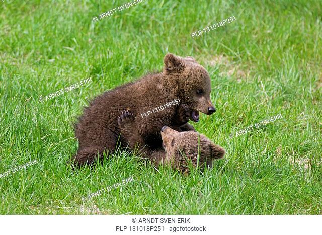 Two Eurasian brown bear (Ursus arctos arctos) cubs playing / fighting in grassland