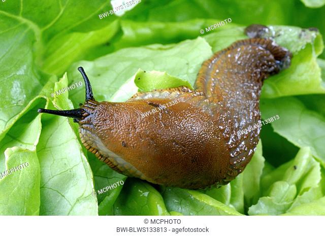 Spanish slug, Lusitanian slug Arion lusitanicus, single animal feeding on salad