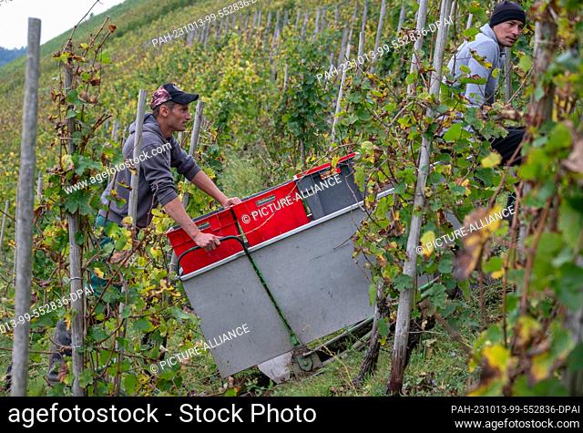 13 October 2023, Rhineland-Palatinate, Kanzem: Harvest workers Ilie (r) and Flarin are pulled uphill on a sled with harvest crates in the Kanzemer Altenberg...