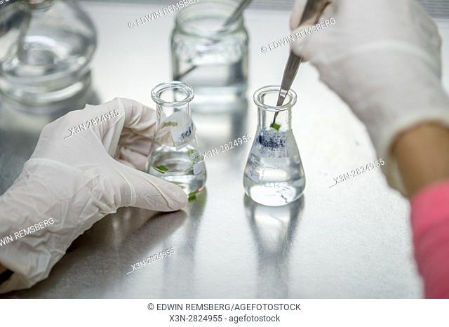 Small pieces of a leaf sample are being placed into a flask filled with liquid at the Reserva Forestal Los Santos in San Marcos, Costa Rica