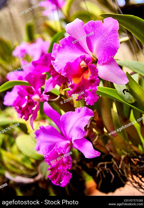 Purple orchids, Violet orchids. Orchid is queen of flowers. Orchid in tropical garden. Orchid in nature scarlet white yellow