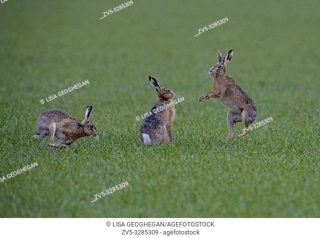 European Brown Hares- Lepus europaeus box. Spring. Uk
