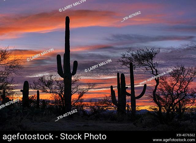 Cacti stand in silhouette against a colorful sky in Saguaro National Park, Arizona