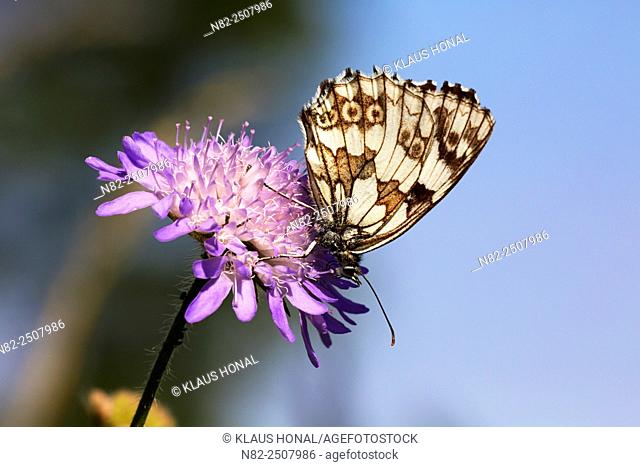 Marbled White Butterfly Melanargia galathea on Field Scabious Knautia arvensis - Hesselberg region, Bavaria/Germany