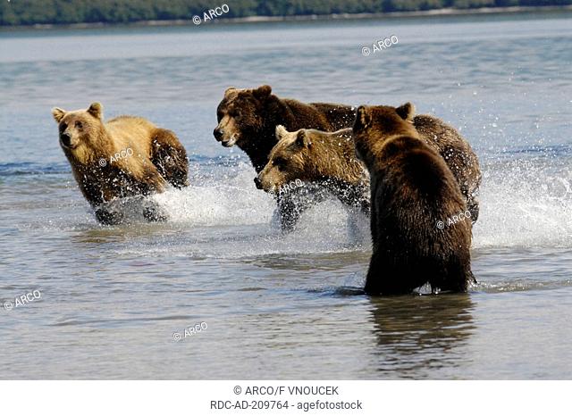 Kamchatka Brown Bears, Kuril Lake, peninsula Kamchatka, Russia, Ursus arctos piscator, Ursus arctos beringianus