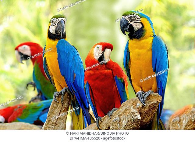 Birds  ; Scarlet Macaws and Blue and Gold Macaws sitting on branch of tree Safari world Bangkok ; Thailand ; South East Asia