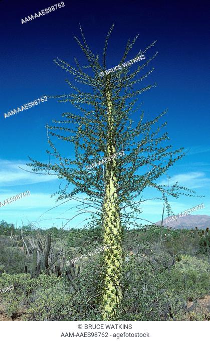Boojum (Idria columnaria) Catavina, Baja, Mexico