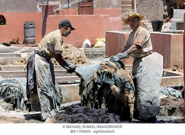 Workers tanning leather in the old tanners' souq, district of the tanners, Marrakech, Morocco, Africa
