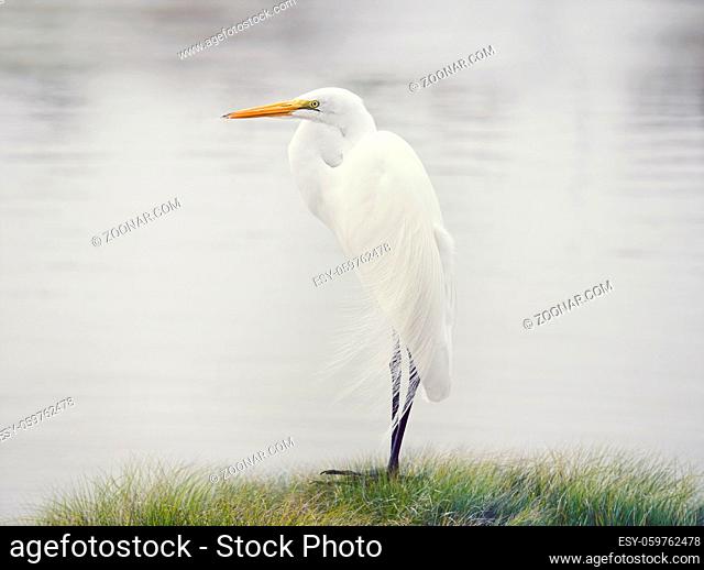 Great White Egret near lake